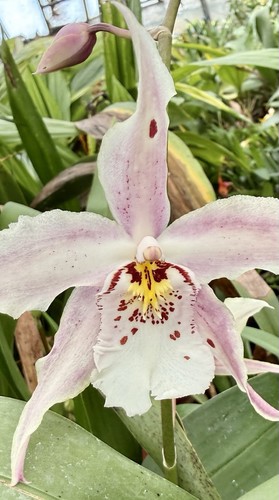 Odontoglossum kobe summer star - summer,