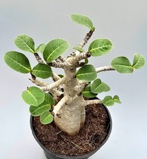 Sehr schöne Adenium Baobab Wüstenrose 