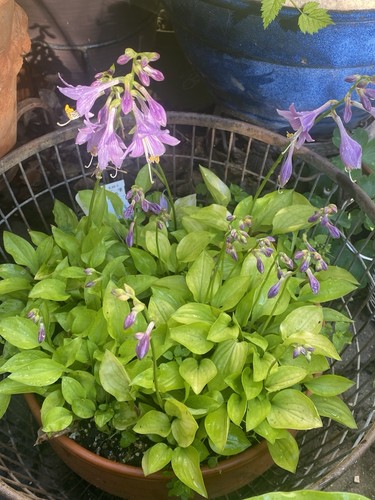 Hosta ogon koba - hosta, 1