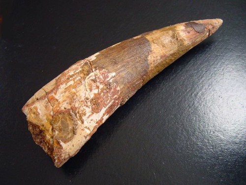 Spinosaurus zahn - 12,4, cm