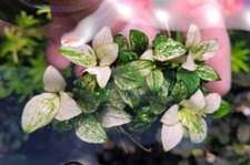  Aquariumpflanze / Anubias Snow White Ableger 🪷🌻🌼🌷🪻