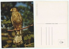 23945 - Turmfalke - alte Ansichtskarte