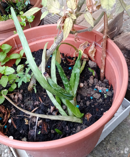 Aloe vera ableger - vera, ca.