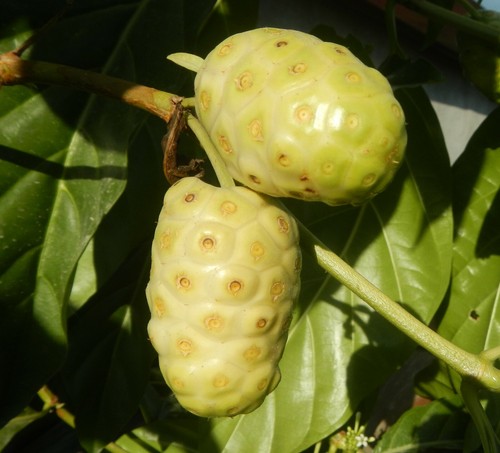 Samen die noni exotisches - die,