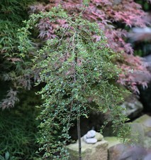 Hochstamm Zwergmispel Eichholz