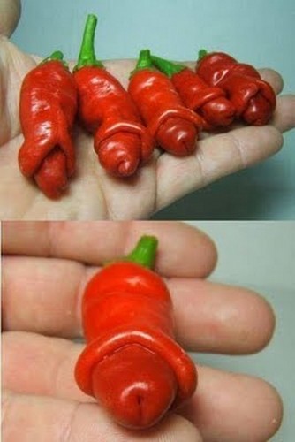 Samen exotische pflanzen - samen,