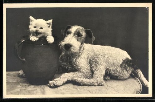 Terrier und katzenbaby - terrier, in