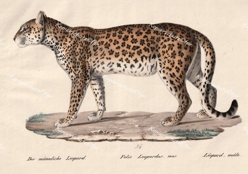 Leopard gattopardo afrika - leopard,