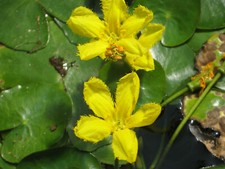 Seekanne, Nymphoides peltata