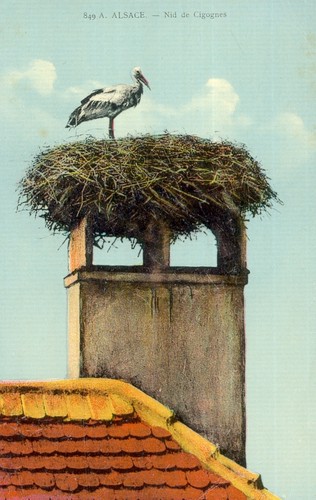 Storchennest postkarte - storchennest, ev