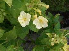 Samen wunderblume mirabilis - samen,