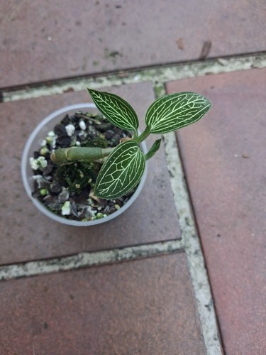Ludisia discolor alba