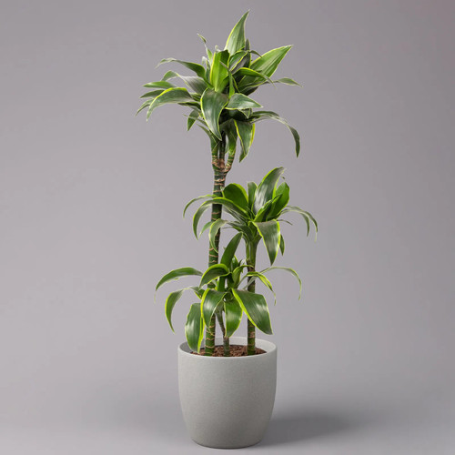 Duftender drachenbaum - duftender,