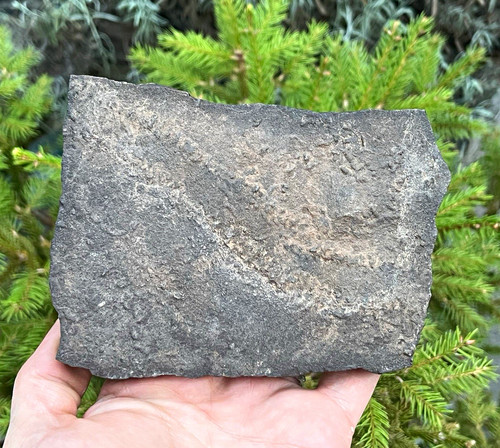 Trilobiten schienen - schienen, (cruziana)