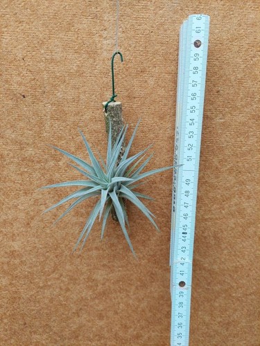 Tillandsia plagiotropica