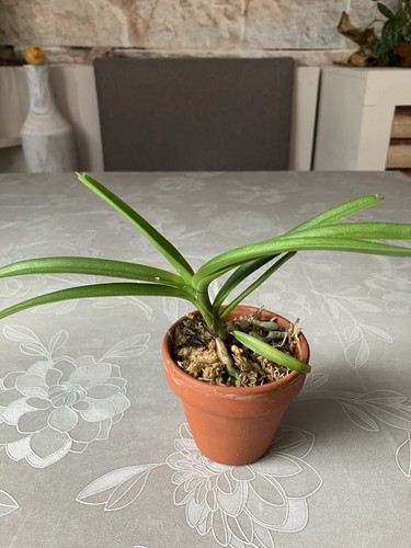 Vanda testacea - vanda,