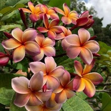 80001859 Plumeria Frangipani
