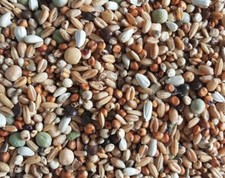 Tauben Zucht Mauser 5 kg