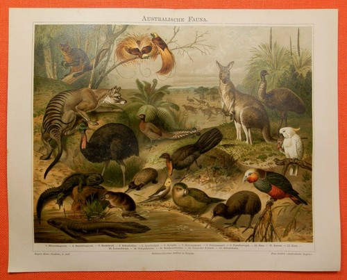 Australische fauna beutelwolf - australische,