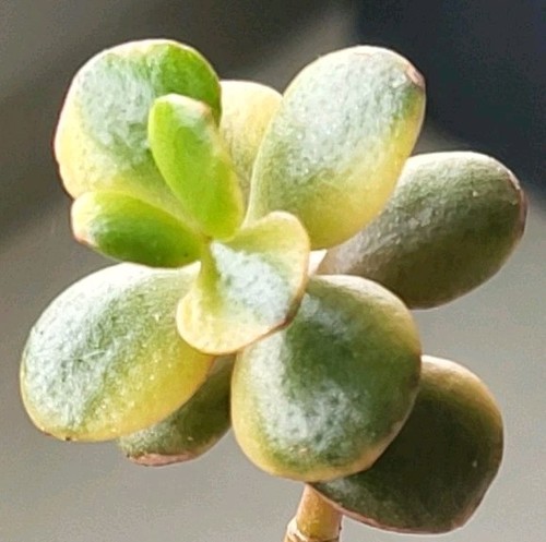 Crassula grosby compact - crassula, grosby's
