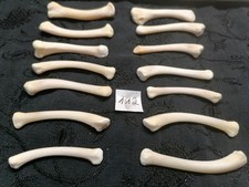 Echte Tier Knochen Hexen