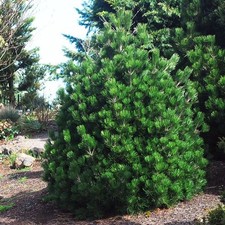 Bosnische Kiefer IRISH BELL