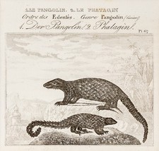 Pangolin Gürteltier Original