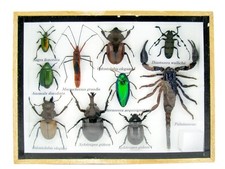 Einzelstück - echte