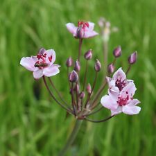 Wasserpflanzen Wolff Butomus umbellatus rosa Blumenbinse 4er Set im Pflanzkorb