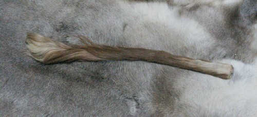 Kuhschweif ochsenschweif - kuhschweif,