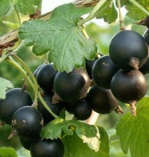 Josta Jochelbeere Strauch Busch Ableger Garten Sichtschutz Naschobst Hecke Biene