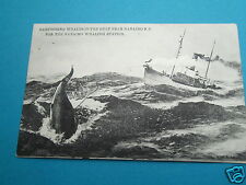 AK Walfang Wal - Whaling Harpooning Whales Nanaimo British Columbia Kanada  - B