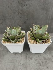 Agave titanota ‘Black