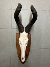 Antilope Kuh- Hartebeest