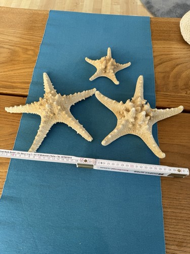 Seesterne echt getrocknete - seesterne,