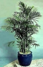 SAMEN Balkon Terrasse