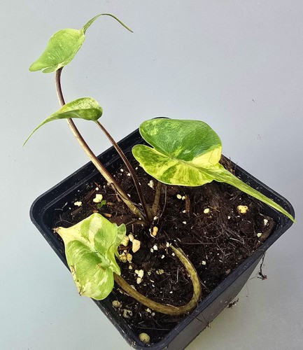 Alocasia stingray aurea - alocasia,