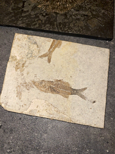 Fischfossil tierfossil auf - fischfossil,