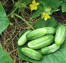 Gurkensamen Natascha F1 Gemüse Einlegegurken Saatgut Семена огурцов Наташа F1