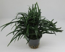 Ophiopogon japonica pusillus -