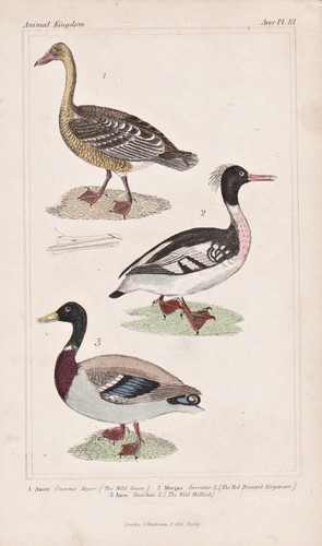 Greylag goose graugans - greylag,