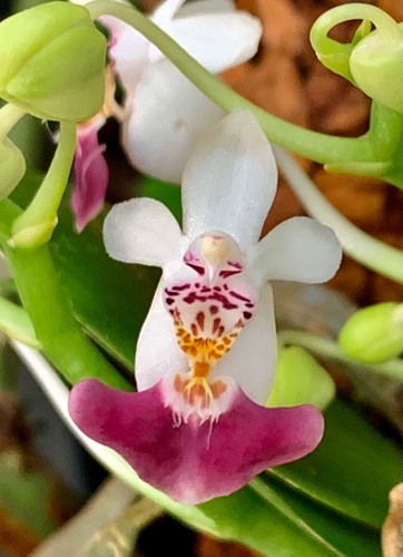 Phalaenopsis species parishii - phalaenopsis,