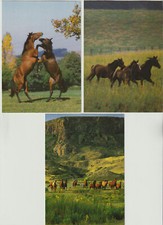 AK Pferde 3 versch. NEU, te
