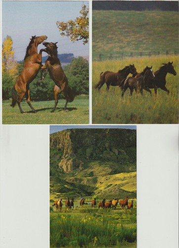Pferde versch neu - 3, neu,