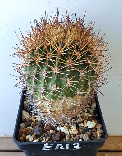 Pyrrhocactus limariensis caren - limariensis,