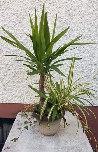 Yucca palme 75 cm - yucca,
