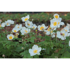 Anemone x japonica 'Honorine