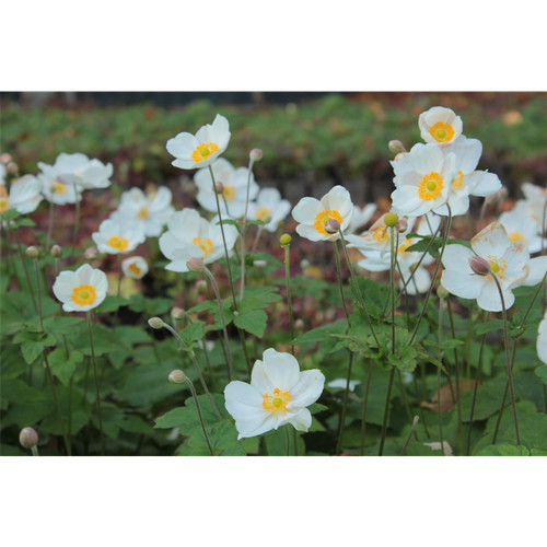 Anemone japonica honorine - anemone, x