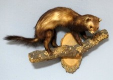 Schöner Iltis mit Bescheinigung Polecat Taxidermy
