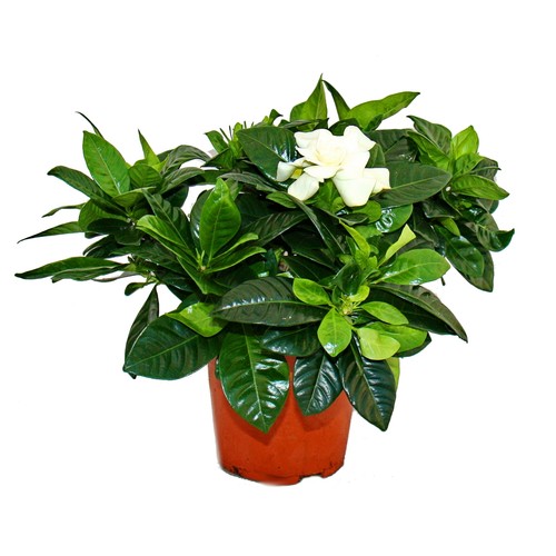 Gardenie duftende - gardenie,